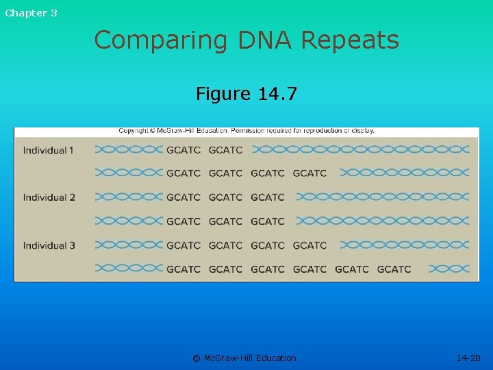 Chapter 3 Comparing DNA Repeats Figure 14. 7 © Mc. Graw-Hill Education. 14 -28