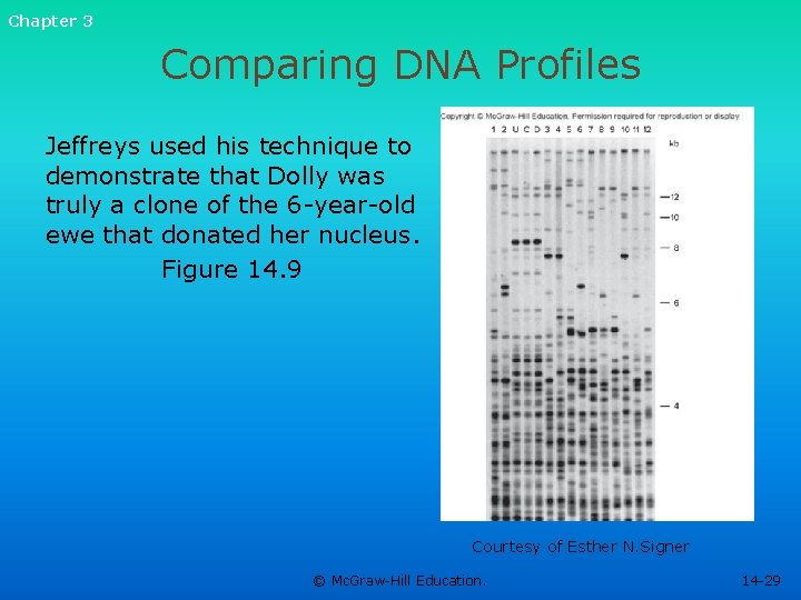 Chapter 3 Comparing DNA Profiles Jeffreys used his technique to demonstrate that Dolly was