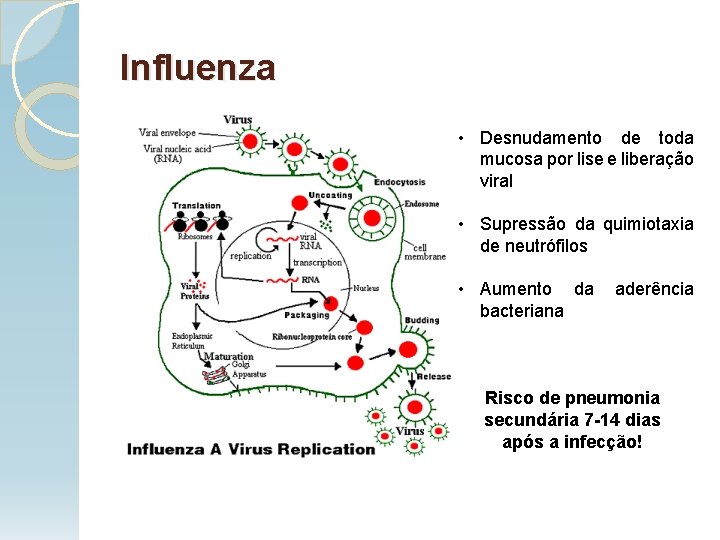 Influenza • Desnudamento de toda mucosa por lise e liberação viral • Supressão da