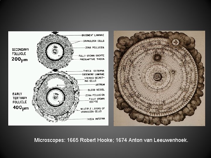 Microscopes: 1665 Robert Hooke; 1674 Anton van Leeuwenhoek. 