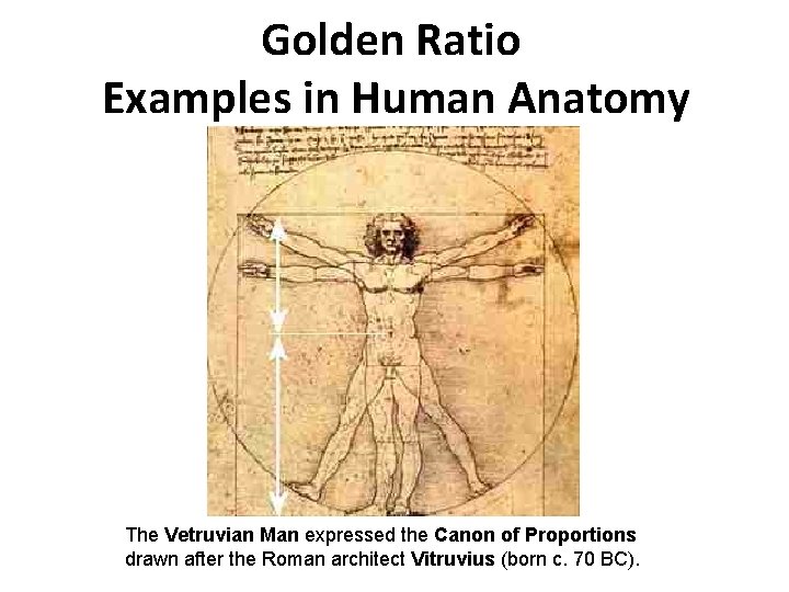 Golden Ratio Examples in Human Anatomy The Vetruvian Man expressed the Canon of Proportions