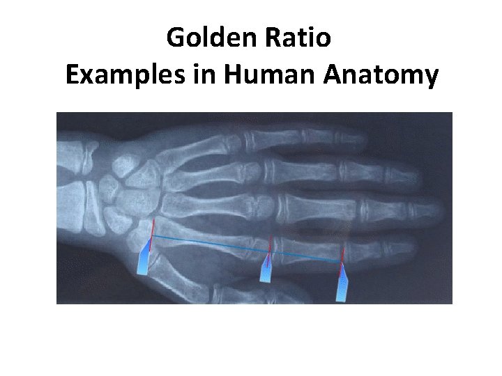 Golden Ratio Examples in Human Anatomy 