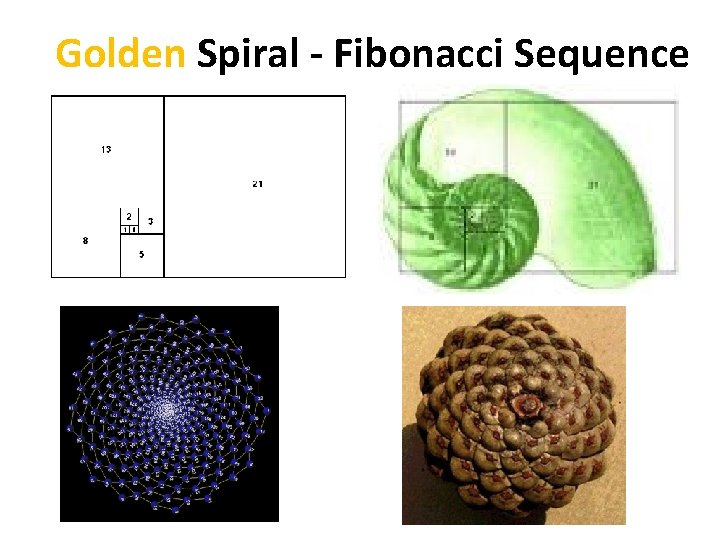 Golden Spiral - Fibonacci Sequence 