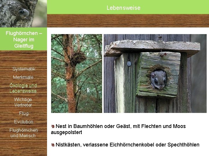 Lebensweise Flughörnchen – Nager im Gleitflug Systematik Merkmale Ökologie und Lebensweise Wichtige Vertreter Flug Lebensweise Flughörnchen – Nager im Gleitflug Systematik Merkmale Ökologie und Lebensweise Wichtige Vertreter Flug
