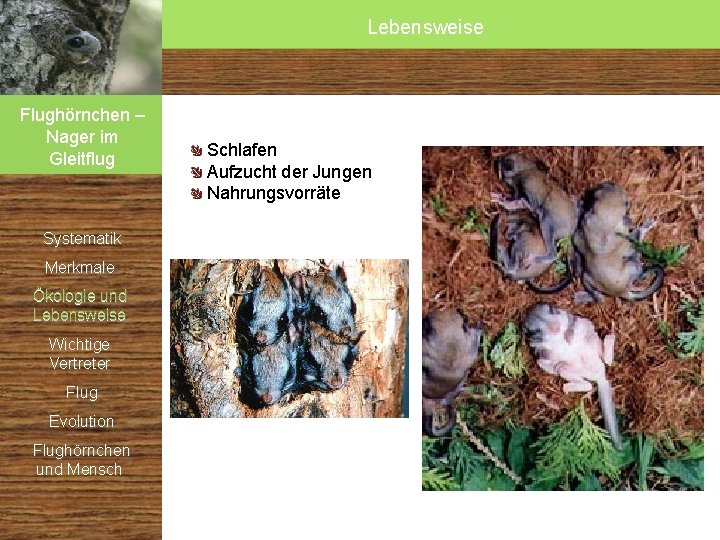 Lebensweise Flughörnchen – Nager im Gleitflug Systematik Merkmale Ökologie und Lebensweise Wichtige Vertreter Flug Lebensweise Flughörnchen – Nager im Gleitflug Systematik Merkmale Ökologie und Lebensweise Wichtige Vertreter Flug