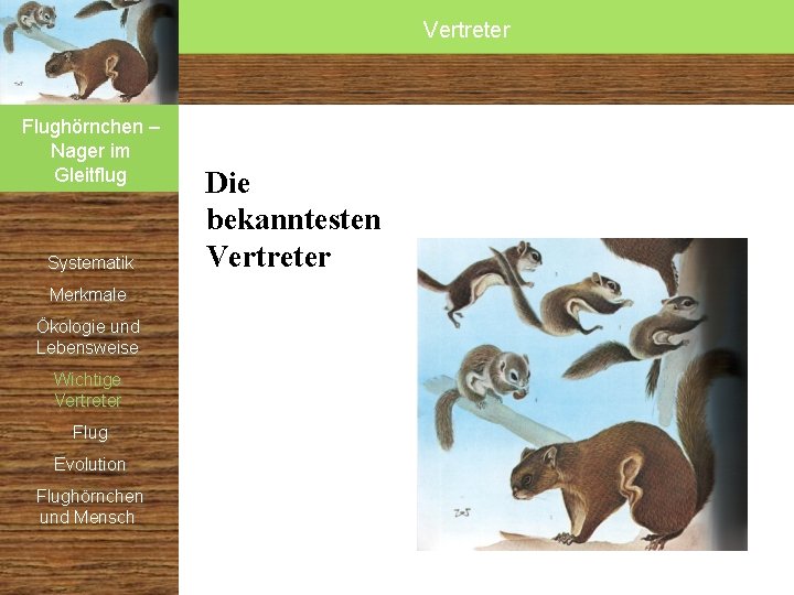 Vertreter Flughörnchen – Nager im Gleitflug Systematik Merkmale Ökologie und Lebensweise Wichtige Vertreter Flug Vertreter Flughörnchen – Nager im Gleitflug Systematik Merkmale Ökologie und Lebensweise Wichtige Vertreter Flug