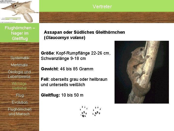 Vertreter Flughörnchen – Nager im Gleitflug Systematik Merkmale Ökologie und Lebensweise Wichtige Vertreter Flug Vertreter Flughörnchen – Nager im Gleitflug Systematik Merkmale Ökologie und Lebensweise Wichtige Vertreter Flug