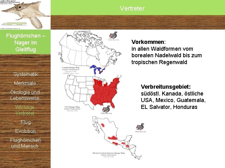 Vertreter Flughörnchen – Nager im Gleitflug Vorkommen: in allen Waldformen vom borealen Nadelwald bis Vertreter Flughörnchen – Nager im Gleitflug Vorkommen: in allen Waldformen vom borealen Nadelwald bis