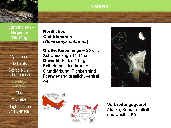 Vertreter Flughörnchen – Nager im Gleitflug Systematik Merkmale Ökologie und Lebensweise Wichtige Vertreter Nördliches Vertreter Flughörnchen – Nager im Gleitflug Systematik Merkmale Ökologie und Lebensweise Wichtige Vertreter Nördliches