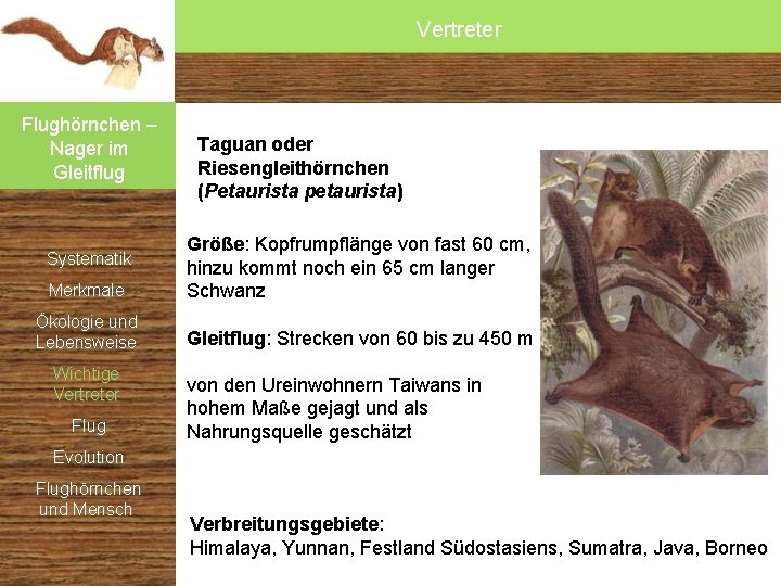 Vertreter Flughörnchen – Nager im Gleitflug Taguan oder Riesengleithörnchen (Petaurista petaurista) Merkmale Größe: Kopfrumpflänge Vertreter Flughörnchen – Nager im Gleitflug Taguan oder Riesengleithörnchen (Petaurista petaurista) Merkmale Größe: Kopfrumpflänge