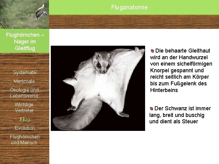 Fluganatomie Flughörnchen – Nager im Gleitflug Systematik Merkmale Ökologie und Lebensweise Wichtige Vertreter Flug Fluganatomie Flughörnchen – Nager im Gleitflug Systematik Merkmale Ökologie und Lebensweise Wichtige Vertreter Flug