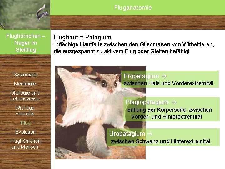 Fluganatomie Flughörnchen – Nager im Gleitflug Systematik Merkmale Ökologie und Lebensweise Wichtige Vertreter Flughaut Fluganatomie Flughörnchen – Nager im Gleitflug Systematik Merkmale Ökologie und Lebensweise Wichtige Vertreter Flughaut