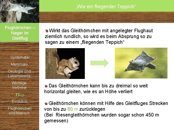 „Wie ein fliegender Teppich“ Flughörnchen – Nager im Gleitflug Wirkt das Gleithörnchen mit angelegter „Wie ein fliegender Teppich“ Flughörnchen – Nager im Gleitflug Wirkt das Gleithörnchen mit angelegter
