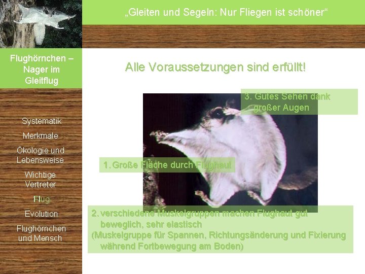 „Gleiten und Segeln: Nur Fliegen ist schöner“ Flughörnchen – Nager im Gleitflug Alle Voraussetzungen „Gleiten und Segeln: Nur Fliegen ist schöner“ Flughörnchen – Nager im Gleitflug Alle Voraussetzungen