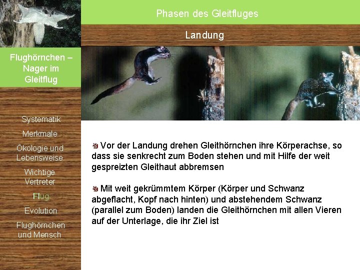 Phasen des Gleitfluges Landung Flughörnchen – Nager im Gleitflug Systematik Merkmale Ökologie und Lebensweise Phasen des Gleitfluges Landung Flughörnchen – Nager im Gleitflug Systematik Merkmale Ökologie und Lebensweise