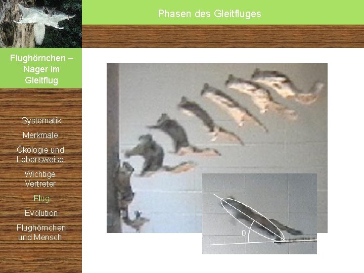 Phasen des Gleitfluges Flughörnchen – Nager im Gleitflug Systematik Merkmale Ökologie und Lebensweise Wichtige Phasen des Gleitfluges Flughörnchen – Nager im Gleitflug Systematik Merkmale Ökologie und Lebensweise Wichtige