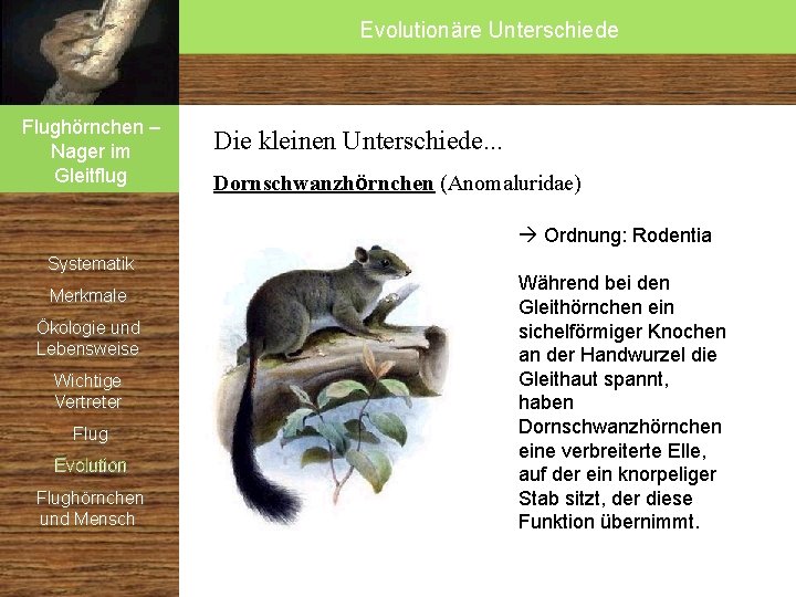 Evolutionäre Unterschiede Flughörnchen – Nager im Gleitflug Die kleinen Unterschiede. . . Dornschwanzhörnchen (Anomaluridae) Evolutionäre Unterschiede Flughörnchen – Nager im Gleitflug Die kleinen Unterschiede. . . Dornschwanzhörnchen (Anomaluridae)