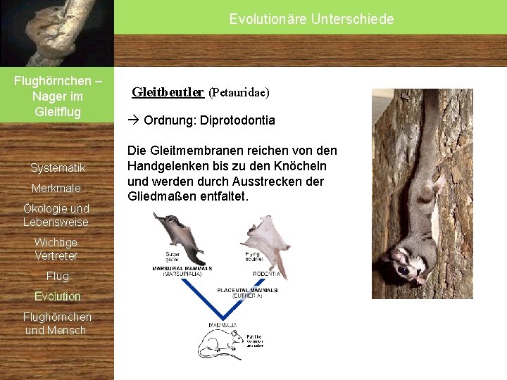 Evolutionäre Unterschiede Flughörnchen – Nager im Gleitflug Systematik Merkmale Ökologie und Lebensweise Wichtige Vertreter Evolutionäre Unterschiede Flughörnchen – Nager im Gleitflug Systematik Merkmale Ökologie und Lebensweise Wichtige Vertreter