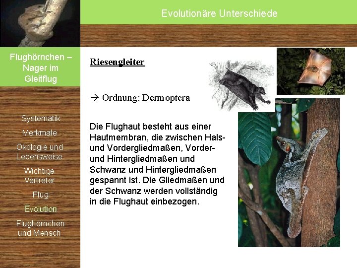 Evolutionäre Unterschiede Flughörnchen – Nager im Gleitflug Riesengleiter Ordnung: Dermoptera Systematik Merkmale Ökologie und Evolutionäre Unterschiede Flughörnchen – Nager im Gleitflug Riesengleiter Ordnung: Dermoptera Systematik Merkmale Ökologie und