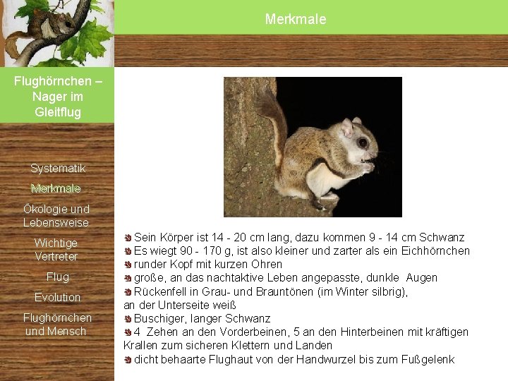 Merkmale Flughörnchen – Nager im Gleitflug Systematik Merkmale Ökologie und Lebensweise Wichtige Vertreter Flug Merkmale Flughörnchen – Nager im Gleitflug Systematik Merkmale Ökologie und Lebensweise Wichtige Vertreter Flug