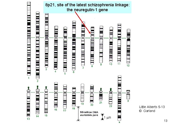 8 p 21, site of the latest schizophrenia linkage: the neuregulin-1 gene Little Alberts