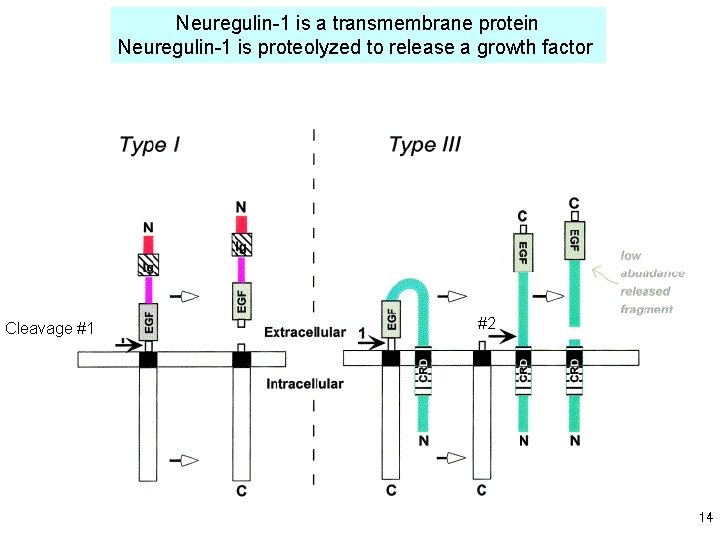 Neuregulin-1 is a transmembrane protein Neuregulin-1 is proteolyzed to release a growth factor Cleavage