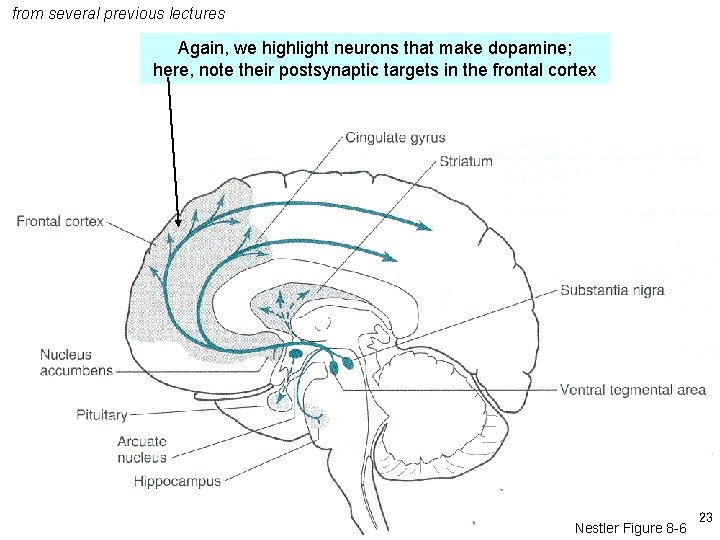 from several previous lectures Again, we highlight neurons that make dopamine; here, note their