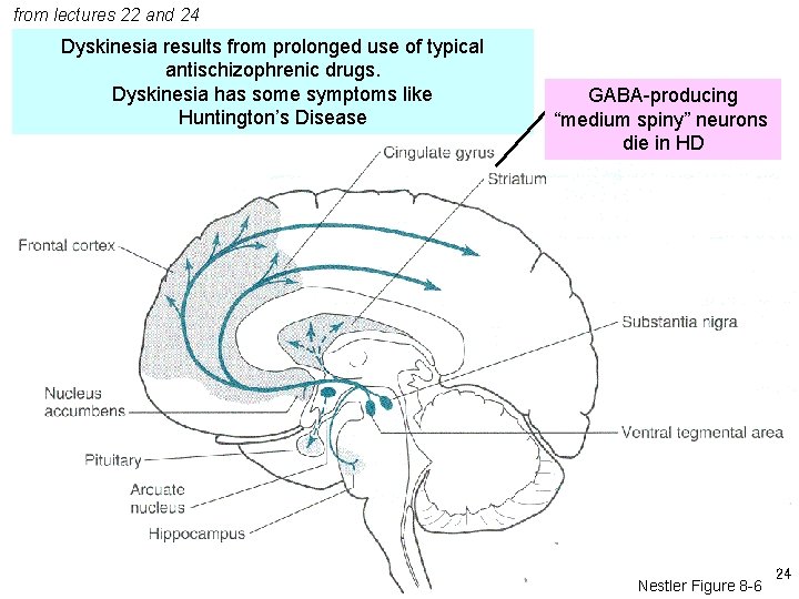 from lectures 22 and 24 Dyskinesia results from prolonged use of typical antischizophrenic drugs.