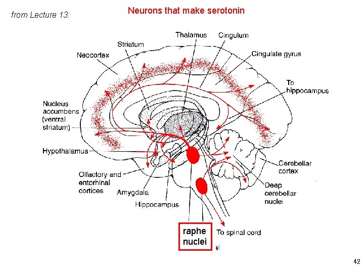 from Lecture 13: Neurons that make serotonin raphe nuclei 42 