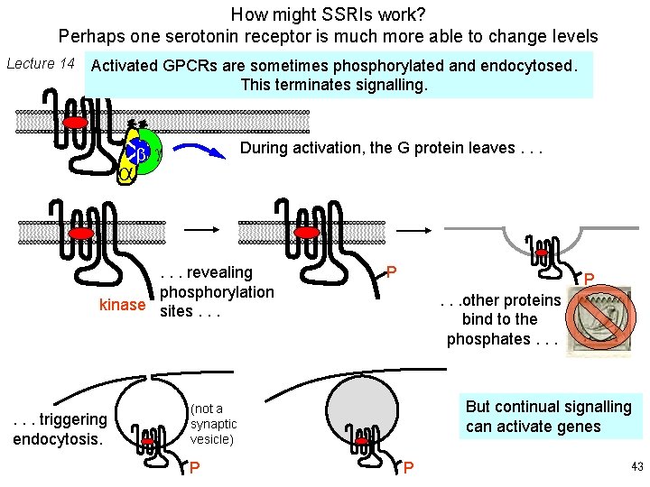How might SSRIs work? Perhaps one serotonin receptor is much more able to change