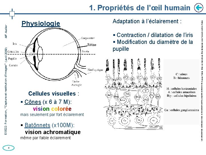 Adaptation à l’éclairement : ESE 22: Formation, “Capture et restitution d’images” (avril 2009) MF