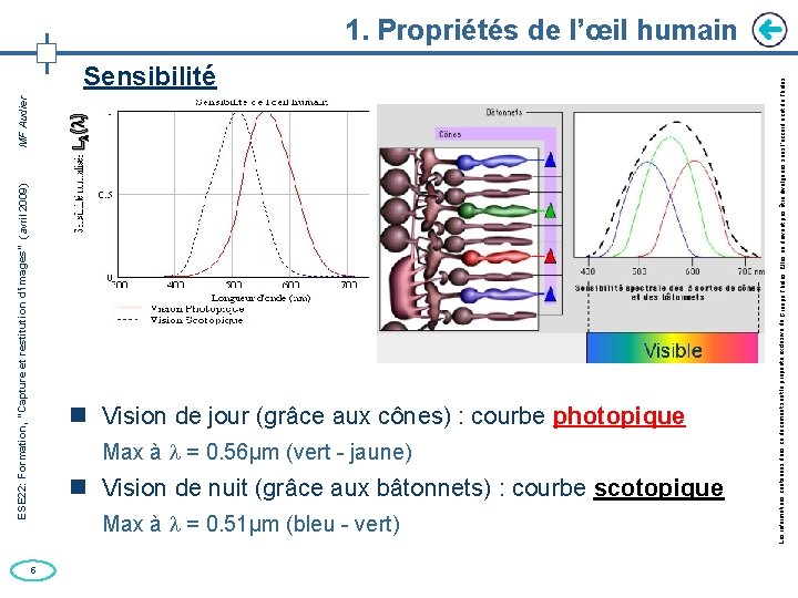 Sensibilité Vision de jour (grâce aux cônes) : courbe photopique Max à = 0.