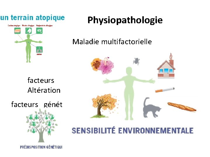 Physiopathologie Maladie multifactorielle facteurs environnementaux facteurs immunologiques Altération de la barriere cutanée facteurs génétiques