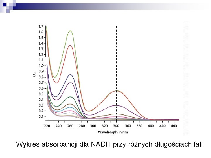 Wykres absorbancji dla NADH przy różnych długościach fali 
