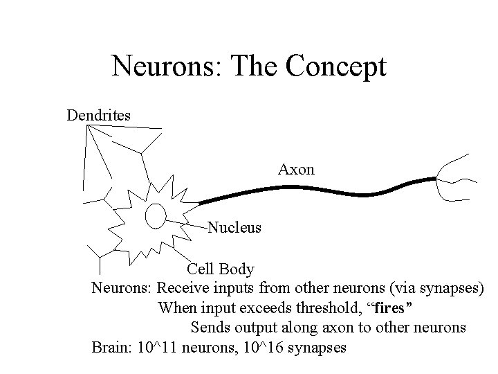 Neurons: The Concept Dendrites Axon Nucleus Cell Body Neurons: Receive inputs from other neurons