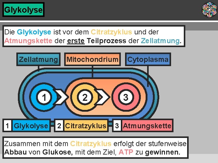 Glykolyse Die Glykolyse ist vor dem Citratzyklus und der Atmungskette der erste Teilprozess der