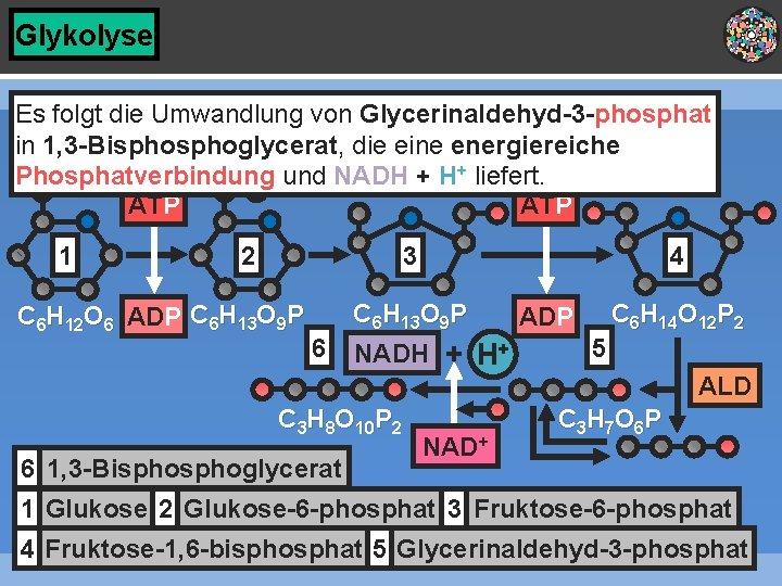 Glykolyse Es folgt die Umwandlung von Glycerinaldehyd-3 -phosphat in 1, 3 -Bisphoglycerat, die eine