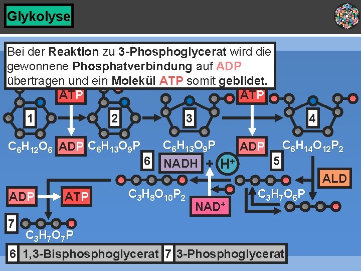 Glykolyse Bei der Reaktion zu 3 -Phosphoglycerat wird die gewonnene Phosphatverbindung auf ADP übertragen