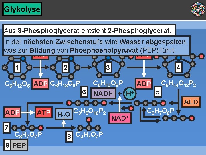 Glykolyse Aus 3 -Phosphoglycerat entsteht 2 -Phosphoglycerat. In der nächsten Zwischenstufe wird Wasser abgespalten,