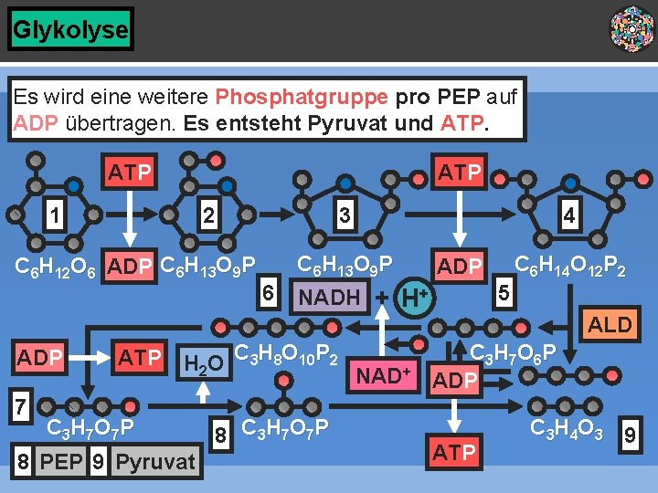 Glykolyse Es wird eine weitere Phosphatgruppe pro PEP auf ADP übertragen. Es entsteht Pyruvat