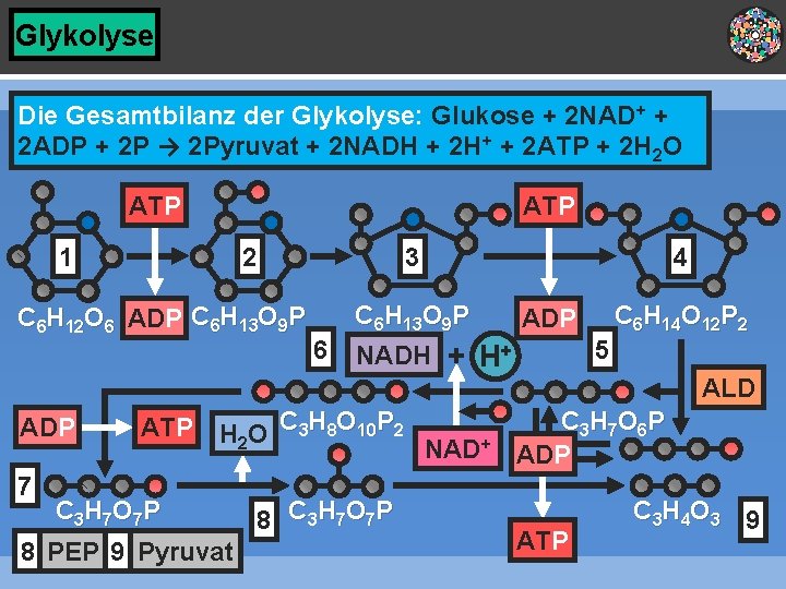 Glykolyse Die Gesamtbilanz der Glykolyse: Glukose + 2 NAD+ + 2 ADP + 2