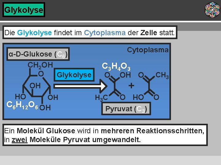 Glykolyse Die Glykolyse findet im Cytoplasma der Zelle statt. OH + OH OH C