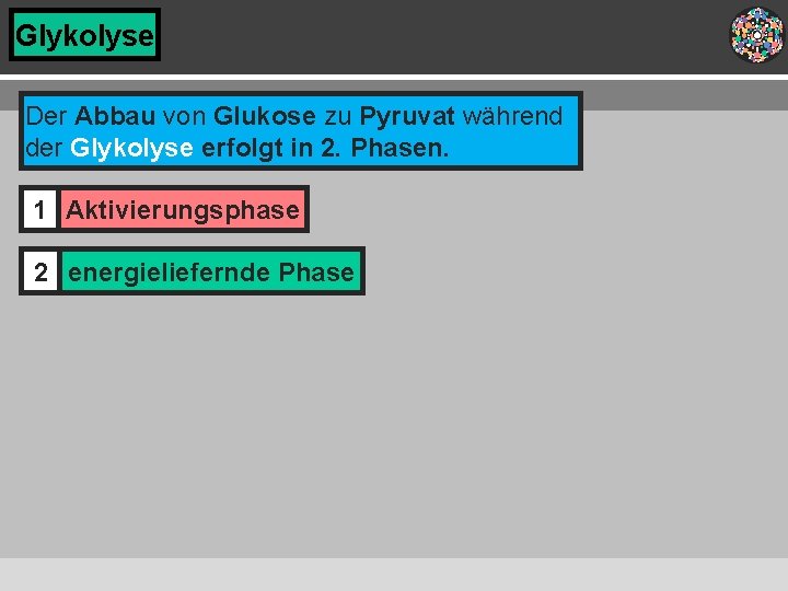 Glykolyse Der Abbau von Glukose zu Pyruvat während der Glykolyse erfolgt in 2. Phasen.