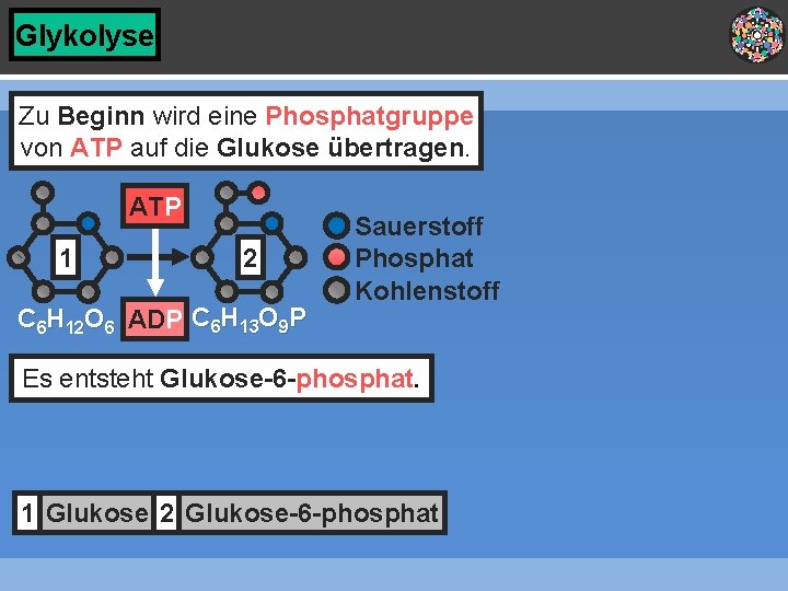 Glykolyse Zu Beginn wird eine Phosphatgruppe von ATP auf die Glukose übertragen. ATP 1