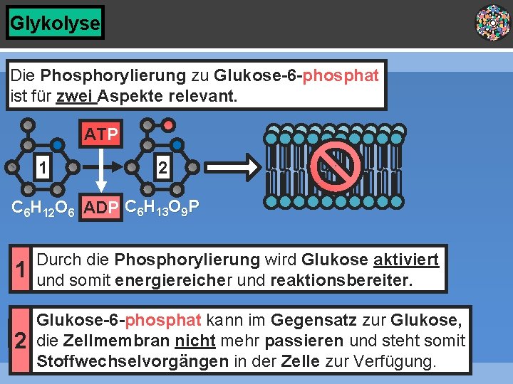 Glykolyse Die Phosphorylierung zu Glukose-6 -phosphat ist für zwei Aspekte relevant. ATP 1 2