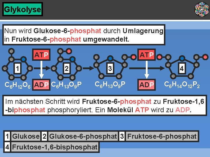 Glykolyse Nun wird Glukose-6 -phosphat durch Umlagerung in Fruktose-6 -phosphat umgewandelt. ATP 1 ATP