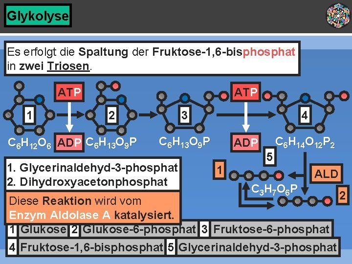 Glykolyse Es erfolgt die Spaltung der Fruktose-1, 6 -bisphosphat in zwei Triosen. ATP 1