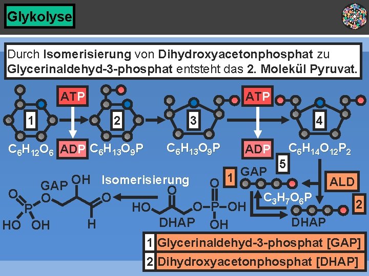 Glykolyse Durch Isomerisierung von Dihydroxyacetonphosphat zu Glycerinaldehyd-3 -phosphat entsteht das 2. Molekül Pyruvat. ATP