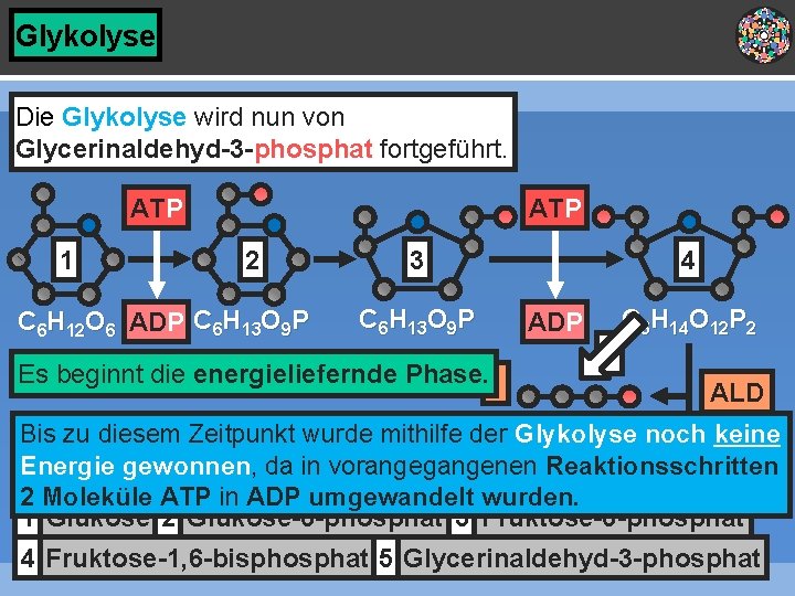 Glykolyse Die Glykolyse wird nun von Glycerinaldehyd-3 -phosphat fortgeführt. ATP 1 ATP 2 C