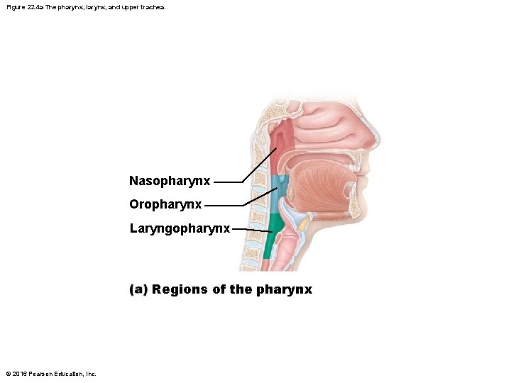 Figure 22. 4 a The pharynx, larynx, and upper trachea. Nasopharynx Oropharynx Laryngopharynx Regions